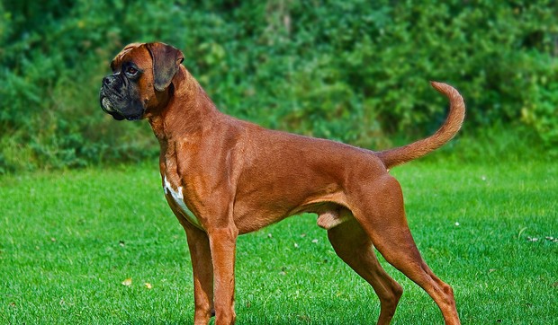 psi prvi tekst01 bokser foto Wikipedia Mood210