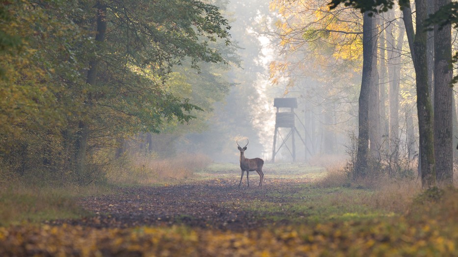 fotó: iStock