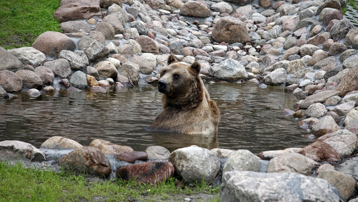 BIAŁYSTOK AKCENT ZOO NOWY WYBIEG DLA NIEDŹWIEDZI