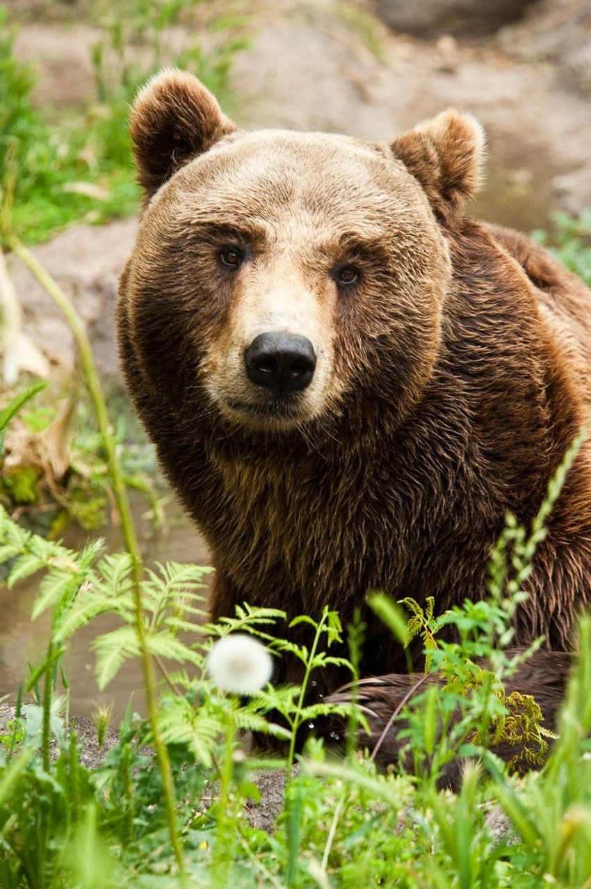 Neprijatelj broj 1 - mrki medved