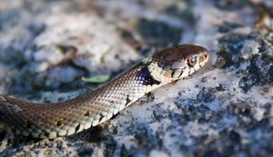 Belouška, ilustracija