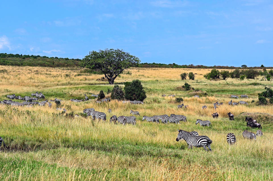 Rezerwat Masai Mara w Kenii