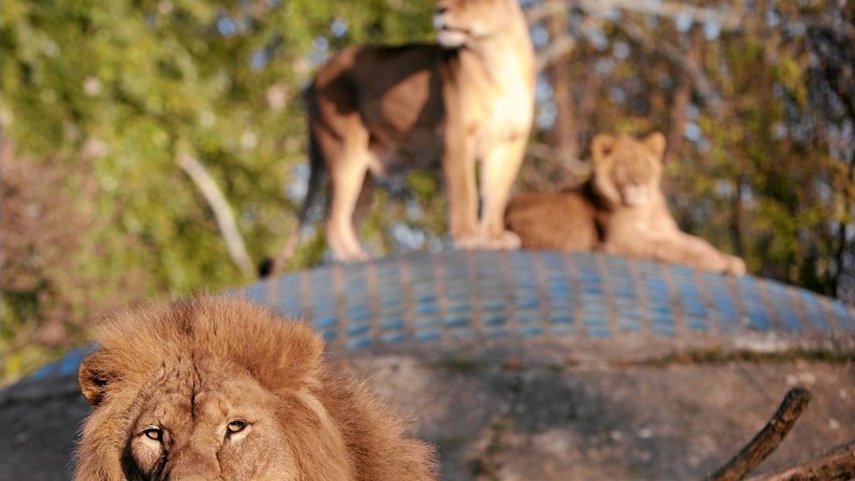 Nie jest wykluczone, że w sobotnim Biegu Dookoła ZOO w Warszawie na dystansie 10 km, w gronie tysiąca osób, wystartują też zwierzęta. Limit uczestników ustalony przez organizatorów został wyczerpany w połowie marca w niespełna pół godziny.