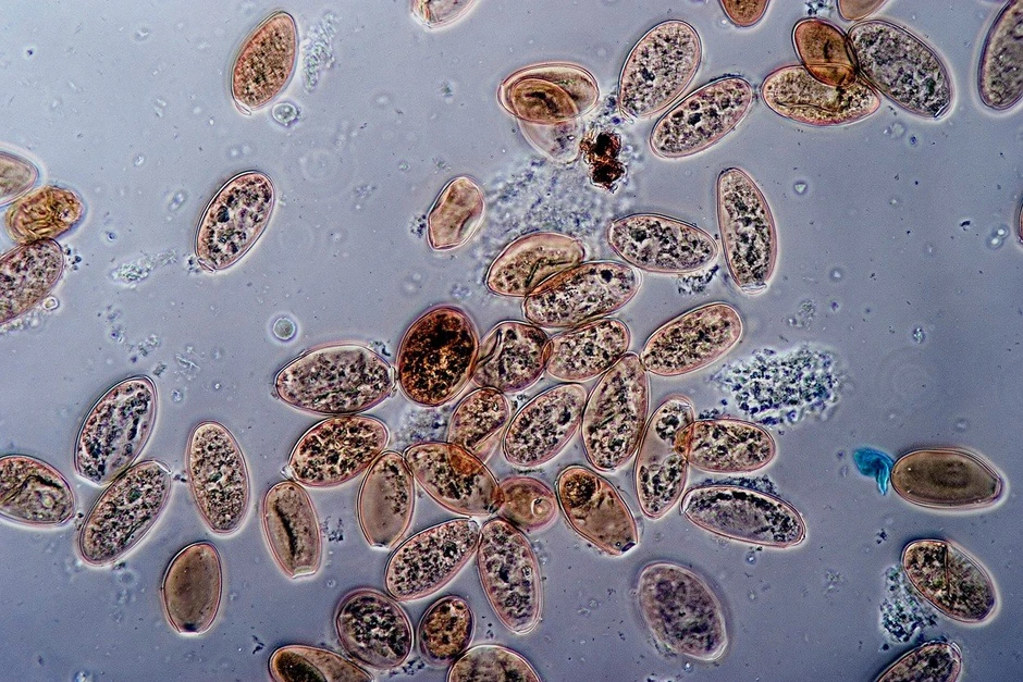 Jaja pljosnatog crva