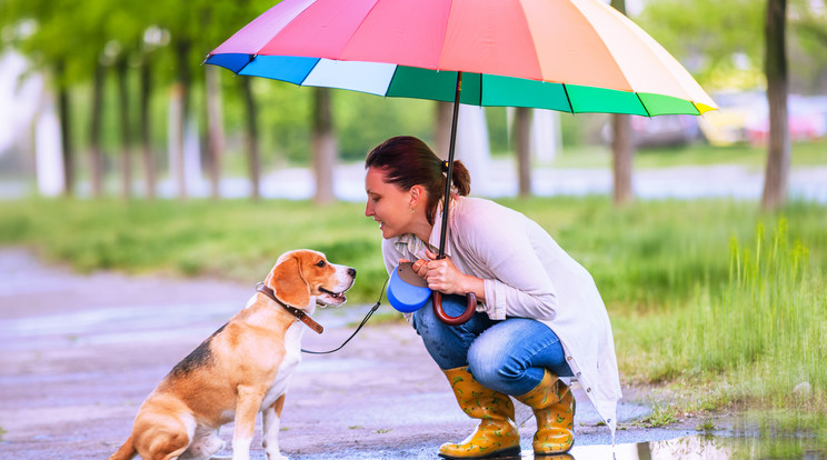 A pocsolyákba belemosódhatnak mérgező anyagok és a baktériumok is megtelepedhetnek bennük, ezért tartsuk távol kedvencünket / Fotó: Shutterstock