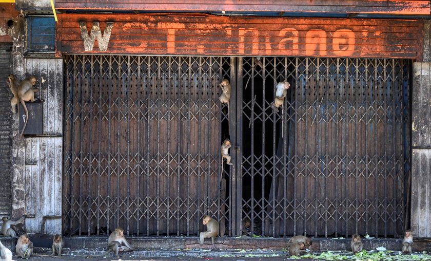 Małpy sieją postrach w tajskim Lopburi