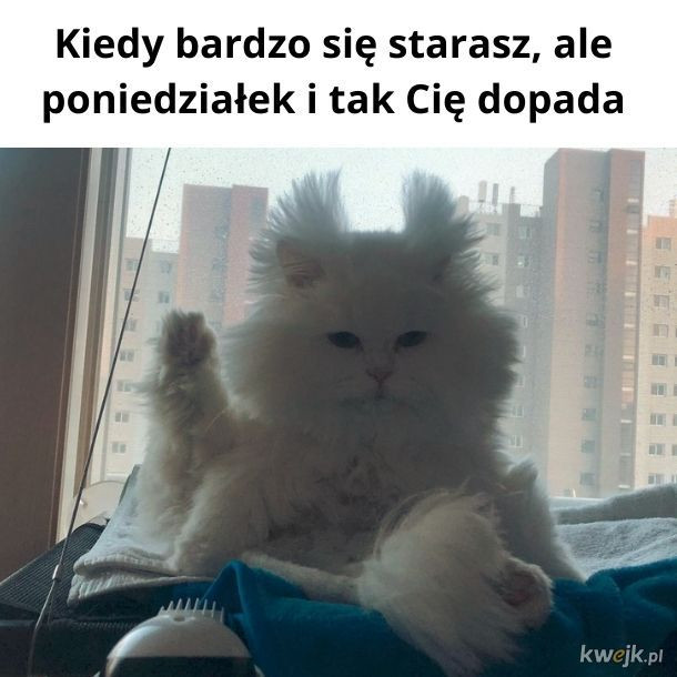 Poniedziałek — najlepsze memy