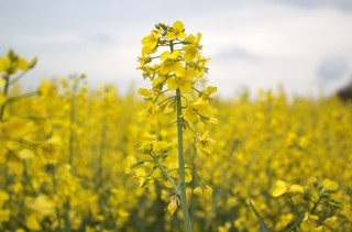 Czy na półkach sklepowych zabraknie oleju? Producenci grzmią. Polsce grozi deficyt rzepaku