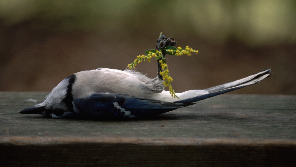 Fot. James L. Amos/Corbis Documentary/Getty Images