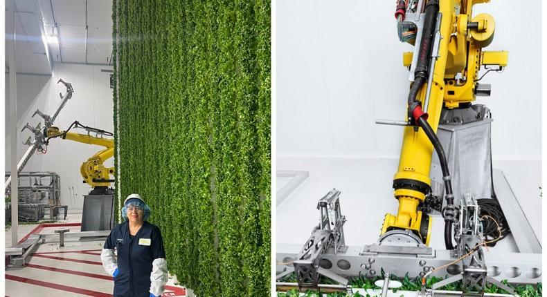 Business Insider food correspondent Nancy Luna tours the Plenty vertical farm in Compton, California. Walmart invested in Plenty in 2022, and the urban farm supplies Walmart stores in the Golden State.Business Insider; Plenty