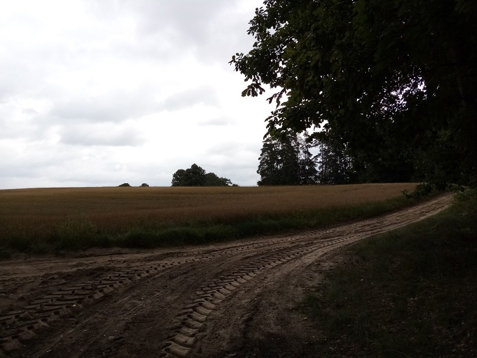 Dwumetrowy legwan Julian zaginął w okolicy Bartąga, Rusi i Gągławek