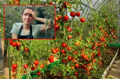 Masz pomidory malinowe w ogrodzie? Musisz pamiętać o ogławianiu