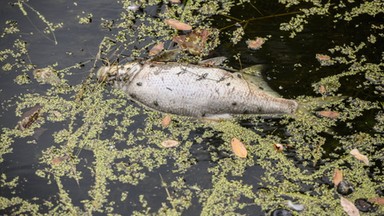 Dramat w Odrze. "Wydarzyła się ogromna tragedia" 