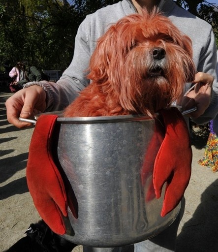 HALLOWEEN DOG PARADE US