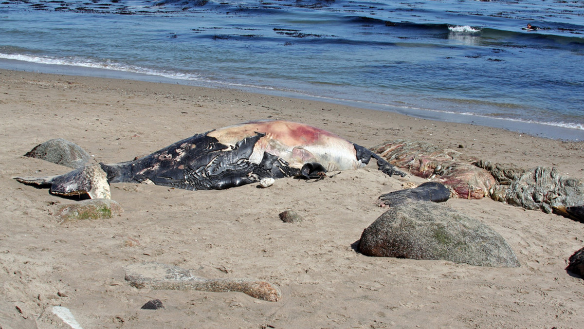 Stado 80 grindwali, podobnych do wielorybów ssaków z rodziny delfinowatych, zostało wyrzucone na jedną z plaż na północy Nowej Zelandii. Ratownicy i wolontariusze walczą o ich życie - poinformowały w środę miejscowe władze.
