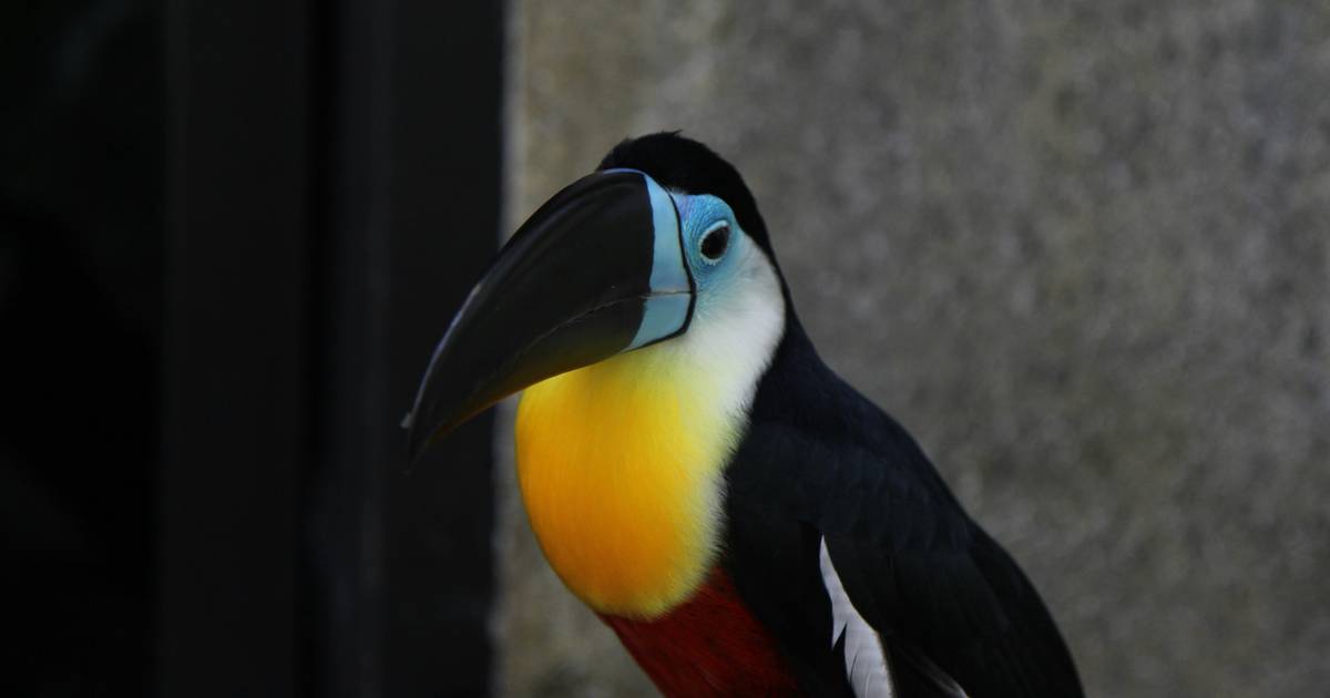 Największa taka operacja w historii. Ocalili 700 egzotycznych zwierząt