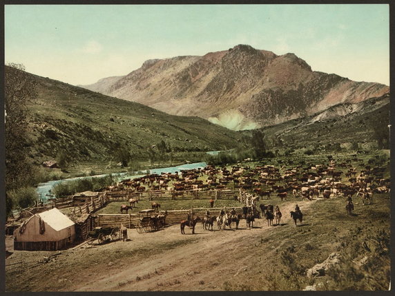 Wypas bydła w Kolorado, 1898 r. (domena publiczna).