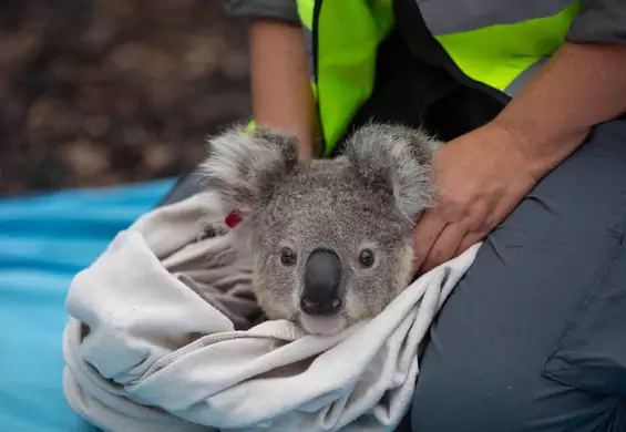 Koala uratowane z pożarów w Australii wracają do lasów