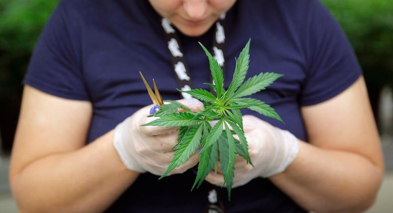 An employee inspects a marijuana plant clone before planting it at Tweed Inc. in Smith's Falls, Ontario.