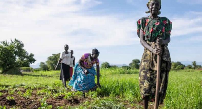 Food and Agriculture Organization (FAO)