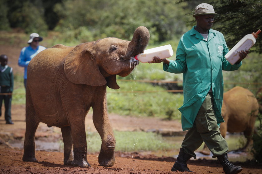 Nairobi's elephant orphanage