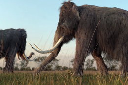 Naukowcy chcą sklonować mamuta w ciągu dwóch lat