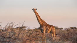 „Ez az állat 17 éves volt, szőnyeg lesz belőle” – Teljesen kiakadtak az állatvédők a vadásznő képén, aki egy zsiráf szívével pózolt