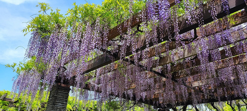 Kwiecista pergola / shutterstock 