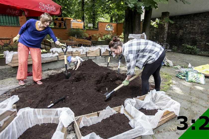 Ogród społeczny na Warszawskiej w Katowicach