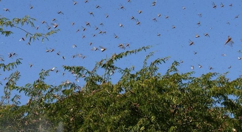 UN gives Ksh1 billion for aerial spraying of locusts