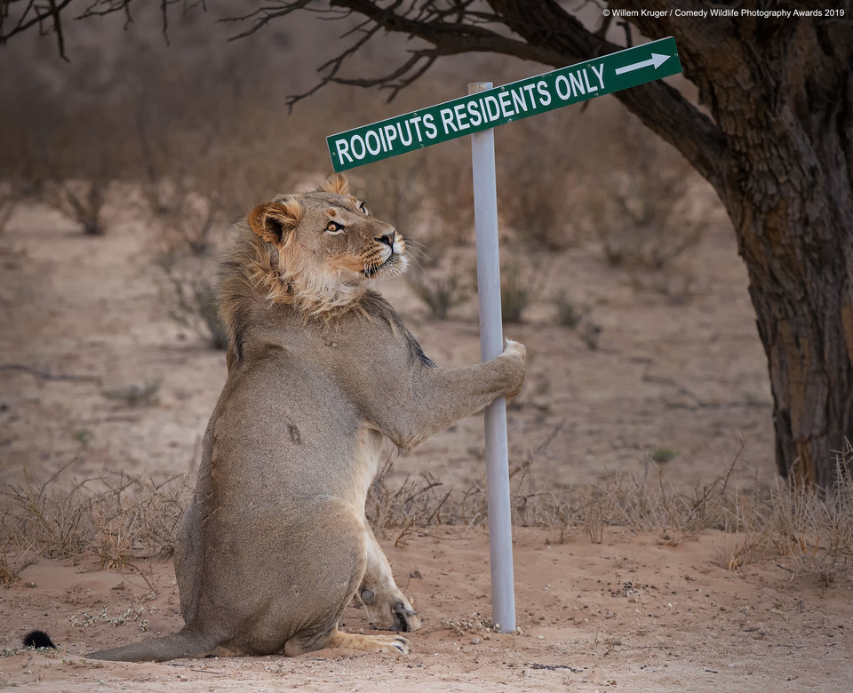 Finaliści Comedy Wildlife Photo Awards 2019