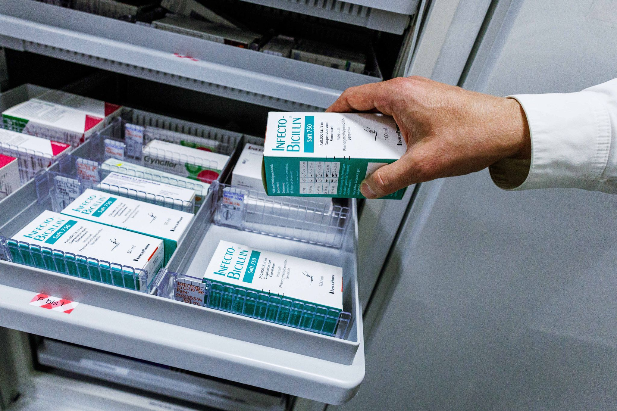 Mikrobe des Jahres 2026: Dieser Schimmelpilz rettete Millionen Leben