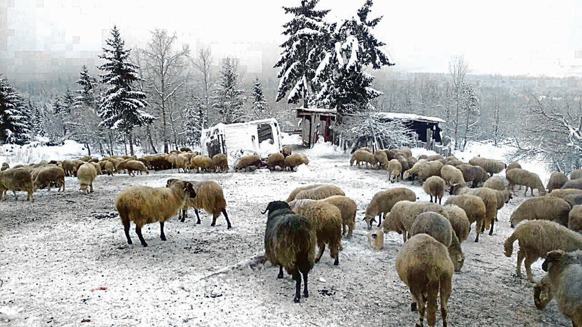 Branko kaže da se sit naplaćao kazni jer tera ovce iz svoje štale u Srbiji na svoju livadu u Crnoj Gori