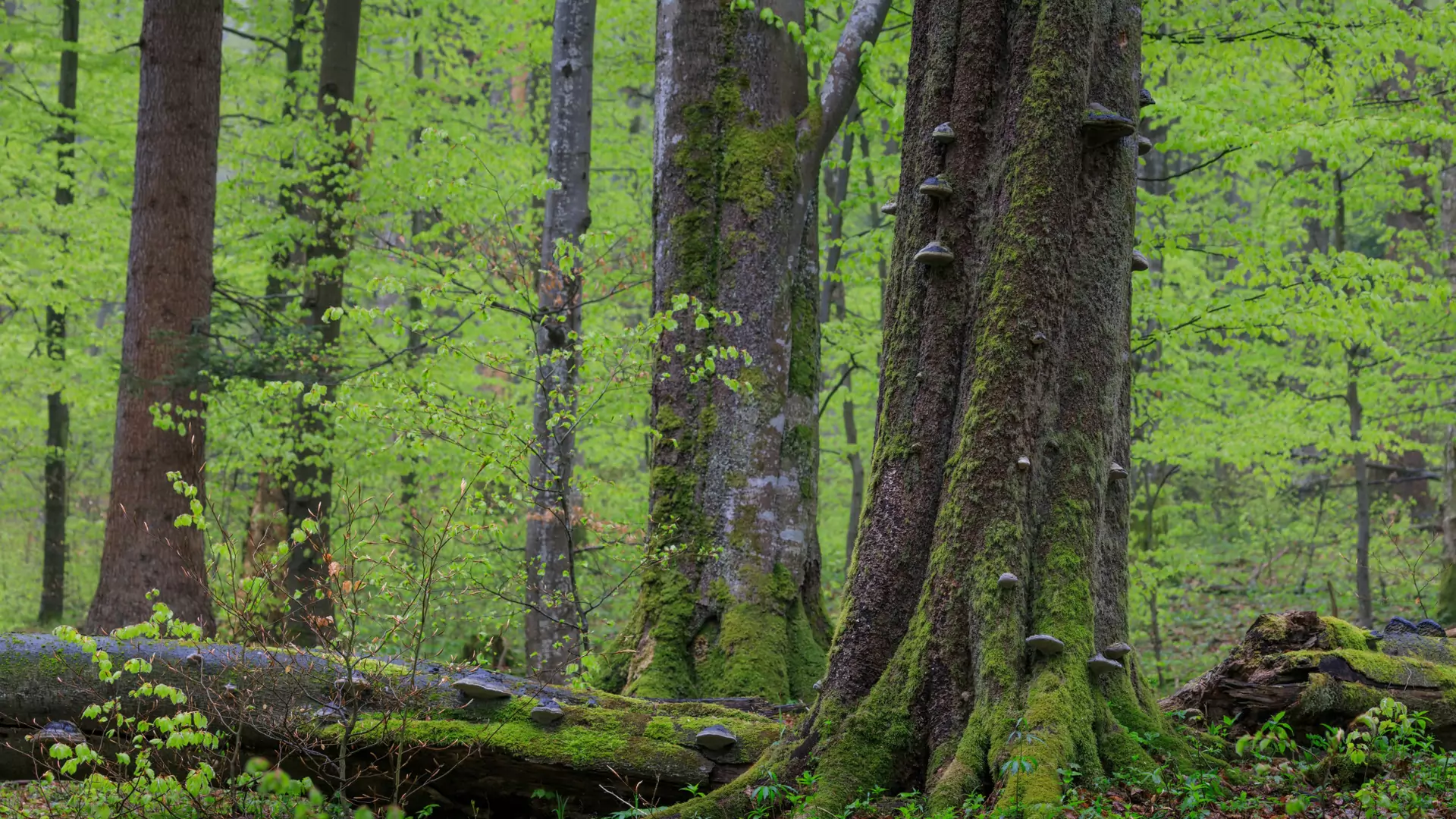 Lasy Państwowe wycinają wiekowe drzewa. Jodła pamiętała dynastię saską