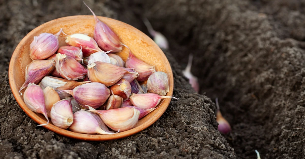 Kiedy sadzimy czosnek zimowy? Jak głęboko sadzić czosnek zimowy? Pamiętaj o tych zasadach
