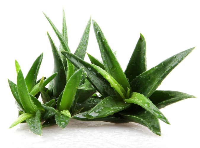 Aloes dba o skórę