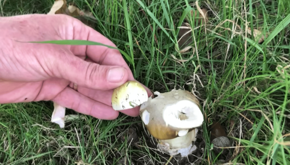 Amanita phalloides (Muchotrávka zelená).