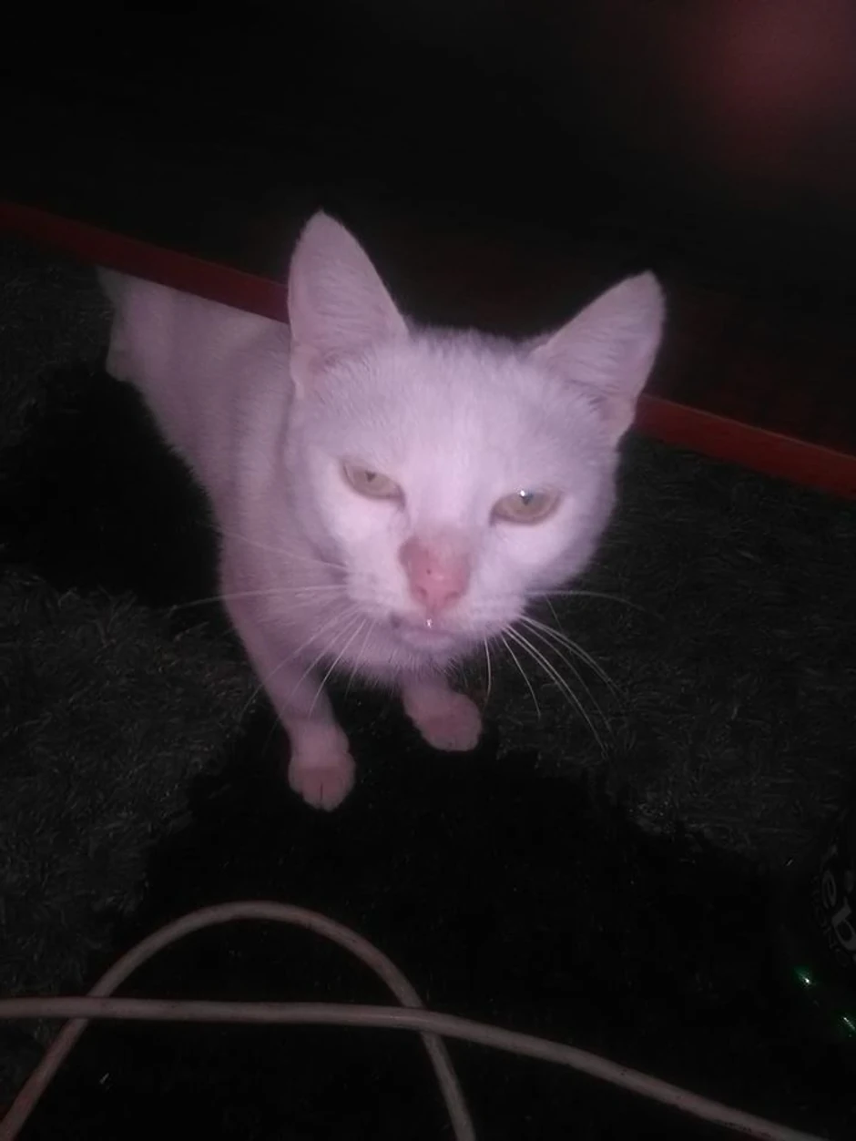 Mačka je te večeri od straha pobegla