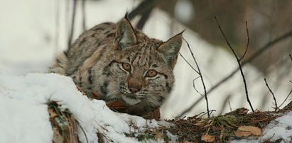 Na Podlasiu zastrzelono rysia. Zwierzę miało odrąbane łapy i łeb