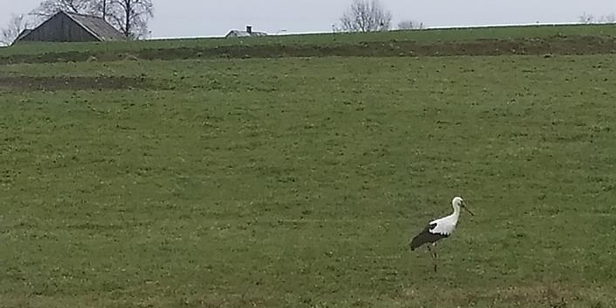 Pogoda oszalała? Bocian na Suwalszczyźnie