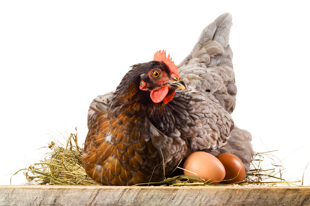 Kura wysiadująca jajka