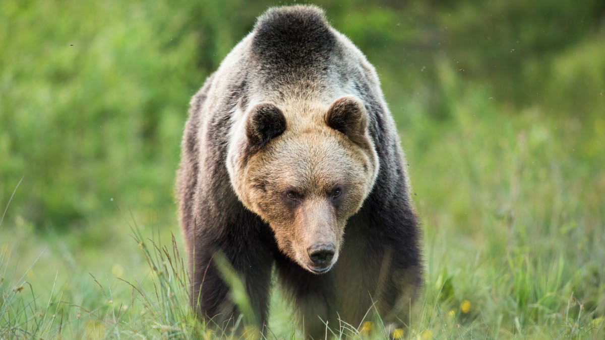 Atak niedźwiedzia w Bieszczadach. Nowe informacje o stanie zdrowia mężczyzny