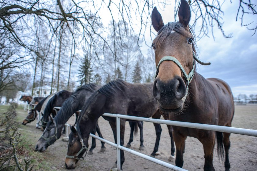 Są ustalenia w sprawie śmierci koni z Janowa!