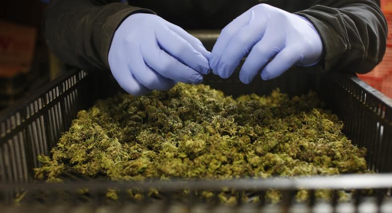 An employee sorts freshly harvested cannabis buds at a medical marijuana plantation.