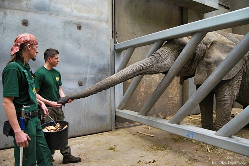 Słonie trenują w zoo