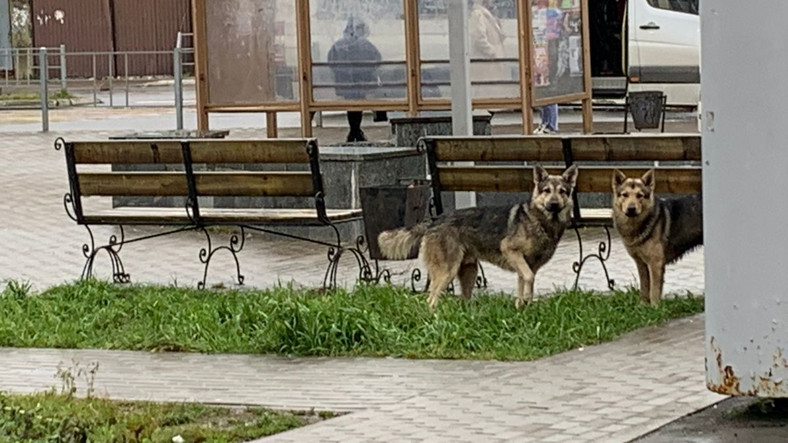 Bezpańskie psy, Małojarosławiec, Rosja