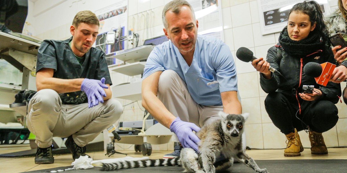 Lemur Julian przeszedł operację kręgosłupa