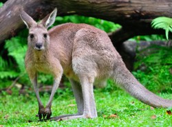 Sensacja w Tatrach. W górach zamieszkały kangury