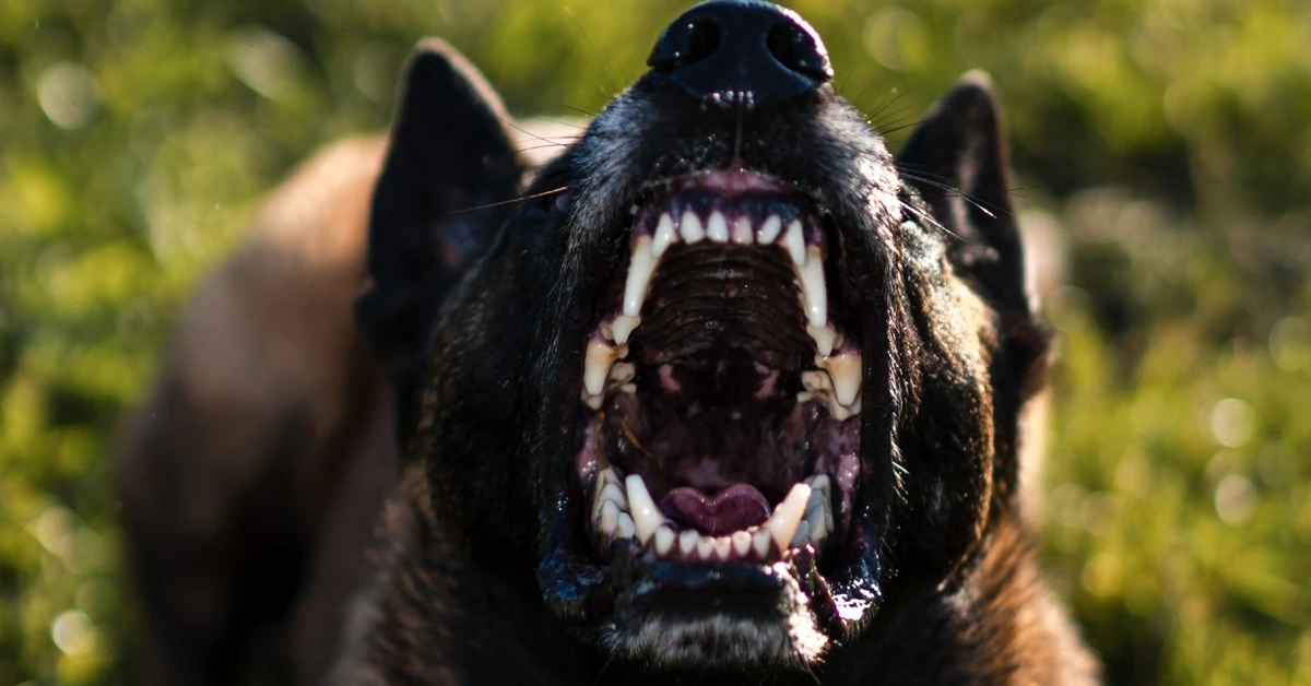 Psy zagryzły mężczyznę. Właściciel zwierząt usłyszał zarzuty