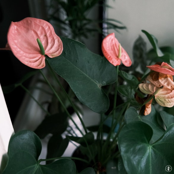 Anturium (Anthurium)